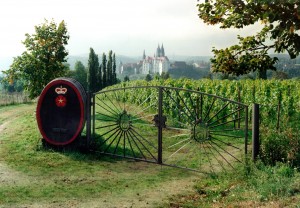 Weinberg Meißen